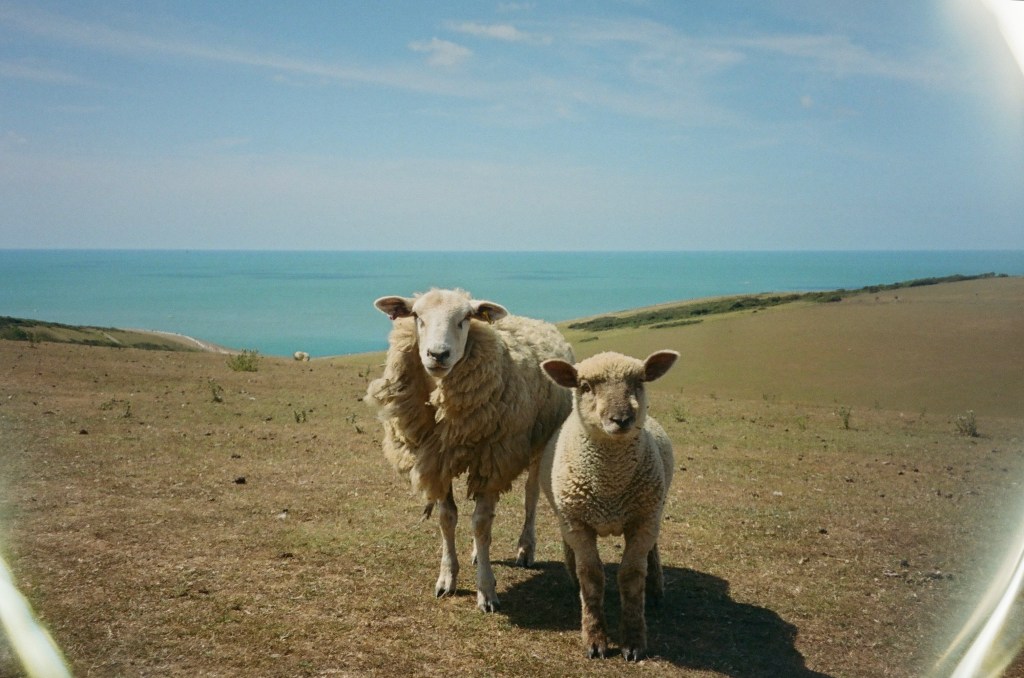 Some sheep